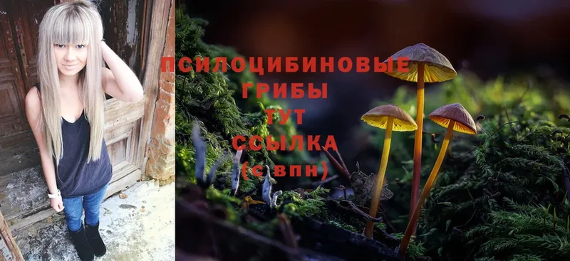 ссылка на мегу ONION  купить закладку  Курчалой  Псилоцибиновые грибы Psilocybe 